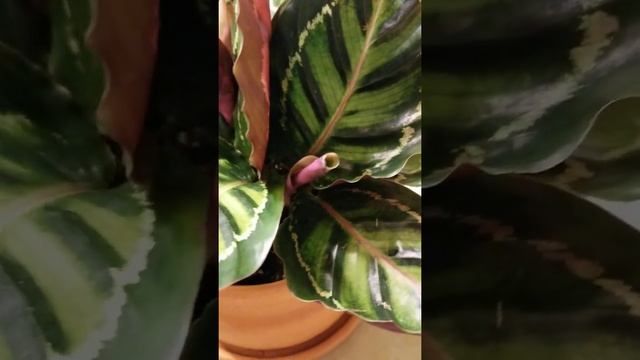 I found these beautiful rare Calathea Roseopicta 'Cora', Calathea 'Linden' at Lowes!!! ??? #Shorts