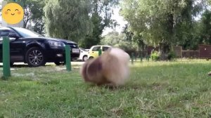 Порода ПОМЕРАНСКИЙ ШПИЦ! Что нужно знать о породе, прежде чем завести щенка!