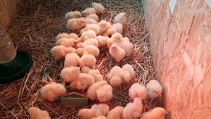 Сколько надо комбикорма на 50 бройлеров