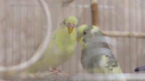 ? Весёлое пение для попугайчиков ?