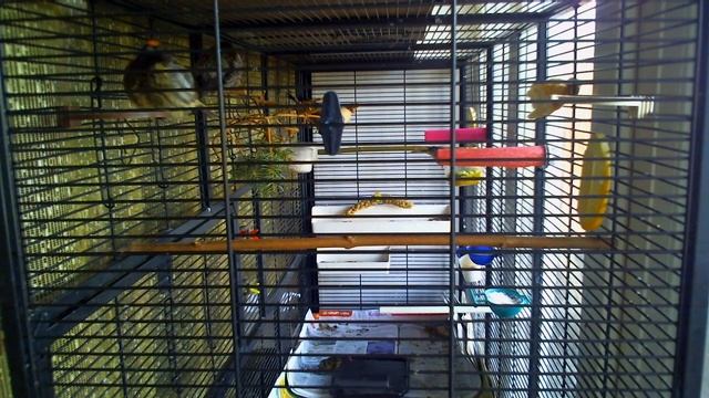 Минеральные Жердочки для птиц Щегол Красношапочный Вьюрок Канарейка Попугай goldfinch смотреть онлайн