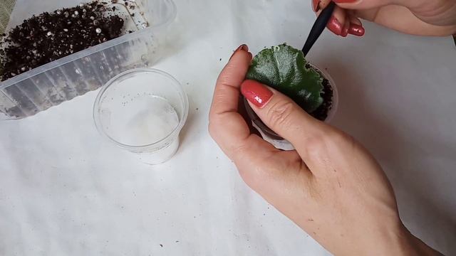 Фиалки.Как нельзя укоренять листик! смотреть онлайн