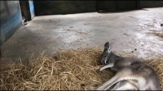 Визит в столичный зоопарк Пекина смотреть онлайн