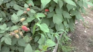 Ежемалина Тайбери весной.