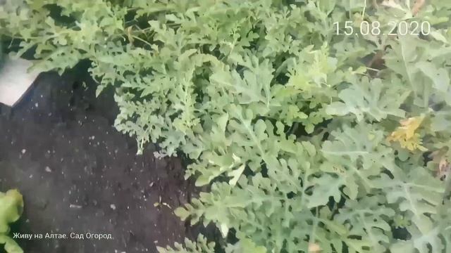 Когда сеять арбузы на рассаду, о грунте, о семенах и о погоде. смотреть онлайн