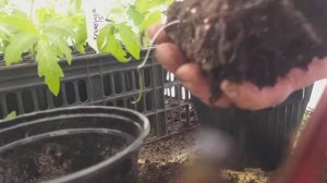 Перевалка Томатов,слабонервным НЕ СМОТРЕТЬ.🙈