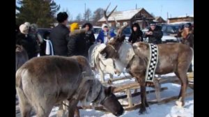 Самолет хорошо , а олени лучше.wmv