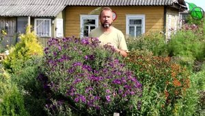 ВАЖНЫЕ РАБОТЫ В СЕНТЯБРЕ. Планируем время и силы эффективно, чтобы все успеть в саду и в огороде.