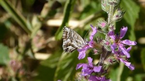 Cacyreus marshalli (Lycaenidae-Lepidoptera) butine Salicaire commune