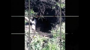 Ловушка для Проволочника. Не опоздайте ! Сделайте Ловушку для Проволочника СЕЙЧАС.