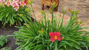 ???Цветение лилейников в нашем саду. 2021.