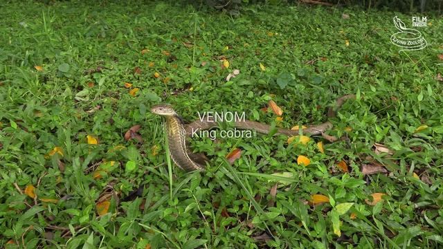 King cobra vs. Mulga snake - Battle of the deadly snakes смотреть онлайн