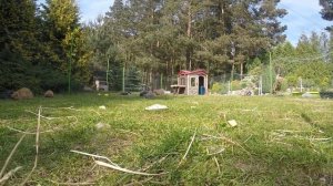 Mini Lop króliki baranki z krainy Silipili - Bunnies from SilipiliLand