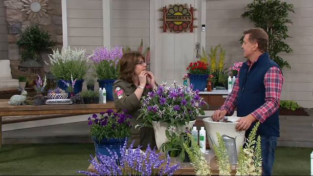 Roberta's 3-Piece Amethyst Series Bachelor Buttons on QVC смотреть онлайн