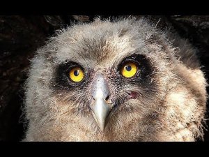 Рыбный филин. Blakiston's fish owl. Проверка гнёзд. Заповедник "Курильский"