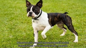 Породы собак для квартиры для начинающих и детей