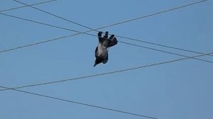 Ворона повисла на проводах после удара током