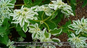 Молочай кипарисовый — как ухаживать дома