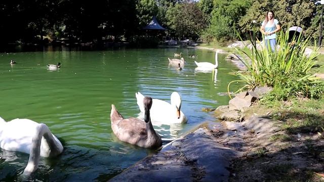 КОРМЛЕНИЕ ЛЕБЕДЕЙ, УТОЧЕК И ЦЕСАРОК/ FEEDING SWANS, DUCKS AND GUINEA FOWLS [0+] смотреть онлайн