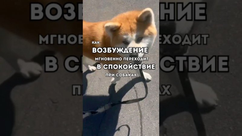 Как возбуждение мгновенно переходит в СПОКОЙСТВИЕ при собаке#дрессировкасобаки