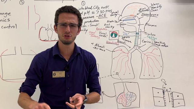 Respiratory System: Anatomy and Physiology смотреть онлайн
