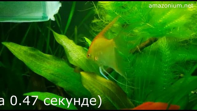 Агрессивная самка скалярии защищает икру! смотреть онлайн