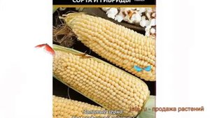 Кукуруза обыкновенный Белое облако (oblako) ? обзор: как сажать, семена кукурузы Белое облако