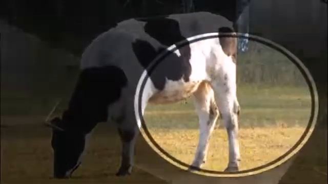 Посвещается труженикам ЗАО  “Путь к коммунизму “ в честь 55 летия со дня образования хозяйства смотреть онлайн