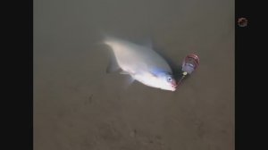 Река Кубань. Рыбалка, ловля на донку. Хотелось снять и природу и поклевки и вытаскивание рыбы