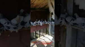 Продажа голубей. Александр. Бийск