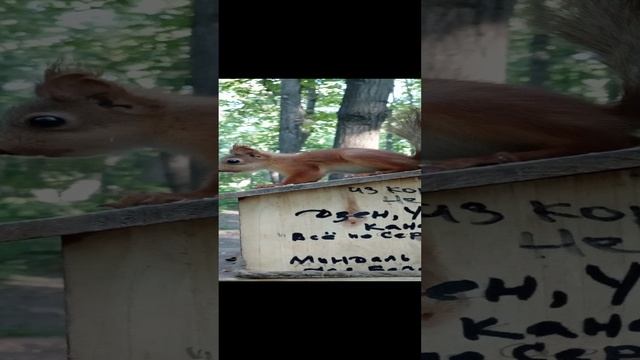 Бельчонок сам знает где взять орехи