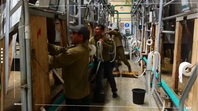 Производство сухого порошка из кобыльего молока-Саумал(ENG)