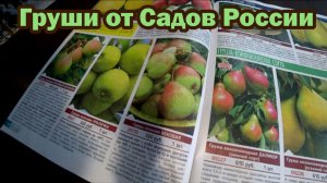 Каталог Сады России 2023. Сорта груш