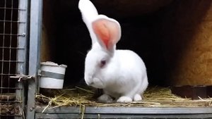 Купить кролика породы Бельгийский великан