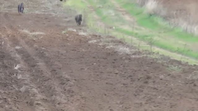 ЗАЯЦ НУ ПОГОДИ ПОД ПРЕПАРАТАМИ | ЖИВОТНЫЕ БЕГАЮТ ПОД СКОРОСТЬЮ смотреть онлайн