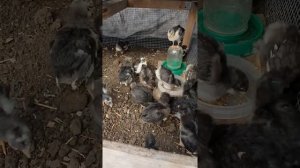Цыплята Русская Черная Бородатая
