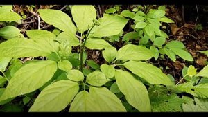 женьшень свойства