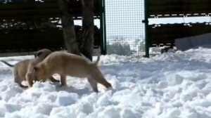 щенки питбуля и амбуль