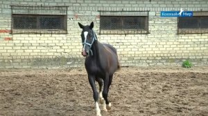 Shael Stud (part 3). Akhal-Teke breed, Ахалтекинская порода лошадей.