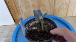 Как спасти лимон Мейера