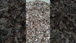 Мульча из дубовых листьев