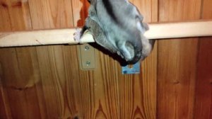 Укус сахарного поссума