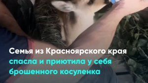 Семья из Красноярского края спасла и приютила у себя брошенного косуленка