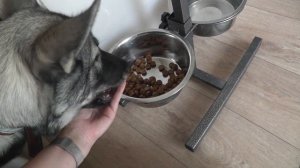 Уговариваю поесть. У собаки плохой аппетит, отказывается есть