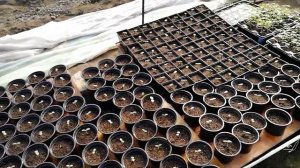 Всходы огурца мамлюк F1  и герман F1.