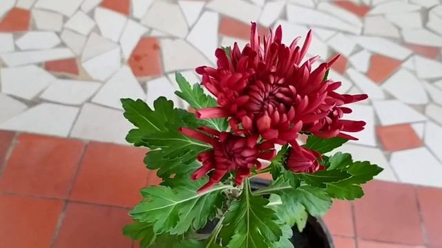 Хризантемы 22 ноября. смотреть онлайн