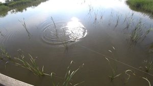 Пеленгас(охота с рогаткой)