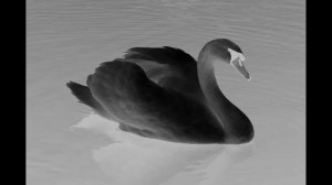 "BLACK SWAN" | "Swan Lake" Old School Rap Remix 2020 | By Ultra