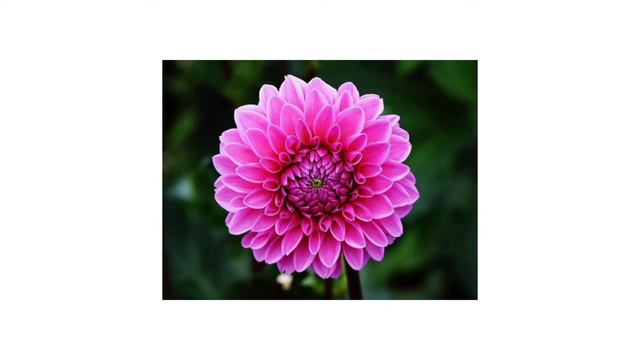 Flowers Name  Names of flowers  Flowers picture flowersnamesinenglish flowers  namesoflowers