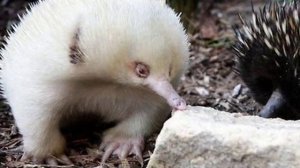 Ехидна — Echidna